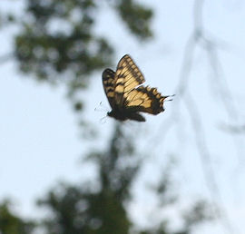 Svalehale, Papilio machaon, Averum,  Loftehammar, Småland, Sverige 3 juli 2006. Fotograf: Lars Andersen