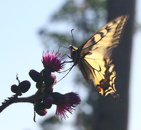 Svalehale, Papilio machaon, Averum,  Loftehammar, Småland, Sverige 3 juli 2006. Fotograf: Lars Andersen