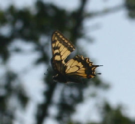 Svalehale, Papilio machaon, Averum, Loftehammar, Småland, Sverige 3 juli 2006. Fotograf: Lars Andersen