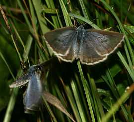 Ensianblåfugl, Maculinea alcon. Hun der afviser hannens forsøg på parring. Hummerödsmossen, Skåne, Sverige d. 5 juli - 2006. Fotograf: Lars Andersen