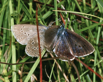 Ensianblåfugl, Maculinea alcon. Hun der afviser hannens forsøg på parring. Hummerödsmossen, Skåne, Sverige d. 5 juli - 2006. Fotograf: Lars Andersen