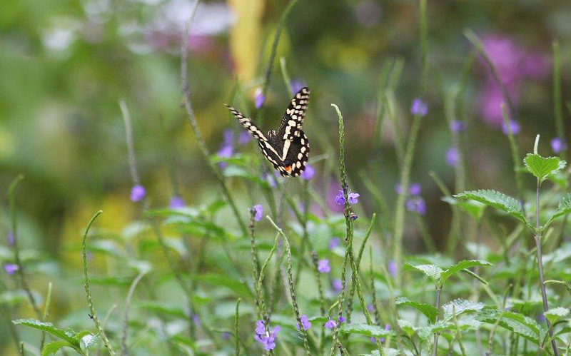 Citrus Swallowtail, Papilio demodocus (Esper, 1798). Bom Succeso, Botanical Garden, So Tom february 1, 2018. Photographer; Erling Krabbe