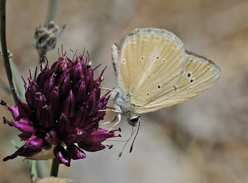 Andalusisk Stregblåfugl, Polyommatus (Agrodiaetus) violetae. Sierra de Almijara, Andalusien, Spanien d. 10 juli 2014. Fotograf; Tom Nygaard Kristensen