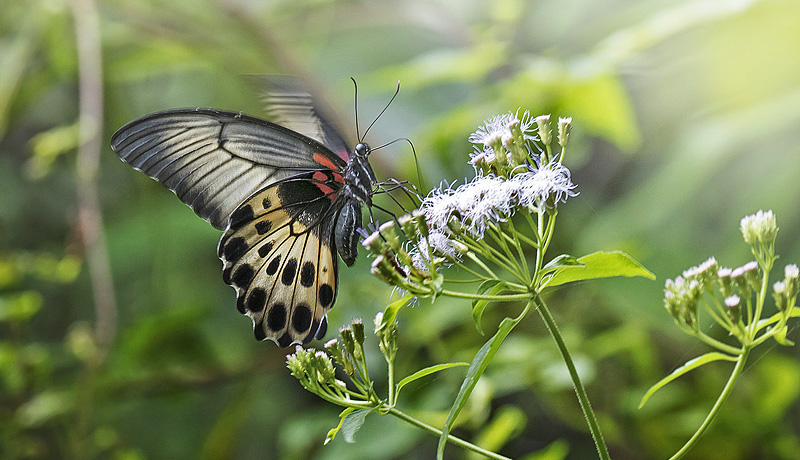 Blue Mormon, Papilio polymnestor ssp. parida (Moore, 1881) female. Sri Lanka january 29, 2018. Photographer; Knud Ellegaard