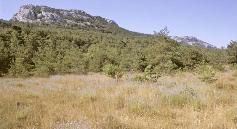 Lys Stregblåfugl, Polyommatus (Agrodiaetus) dolus. Sydlig Provence, Frankrig juli 2007. Fotograf; Tom Nygaard Kristensen