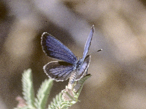 Orientalsk Græsblåfugl, Zizeeria karsandra (Moore, 1865). Cypern d. 25 april 2005. Fotograf; Tom Nygaard Kristensen