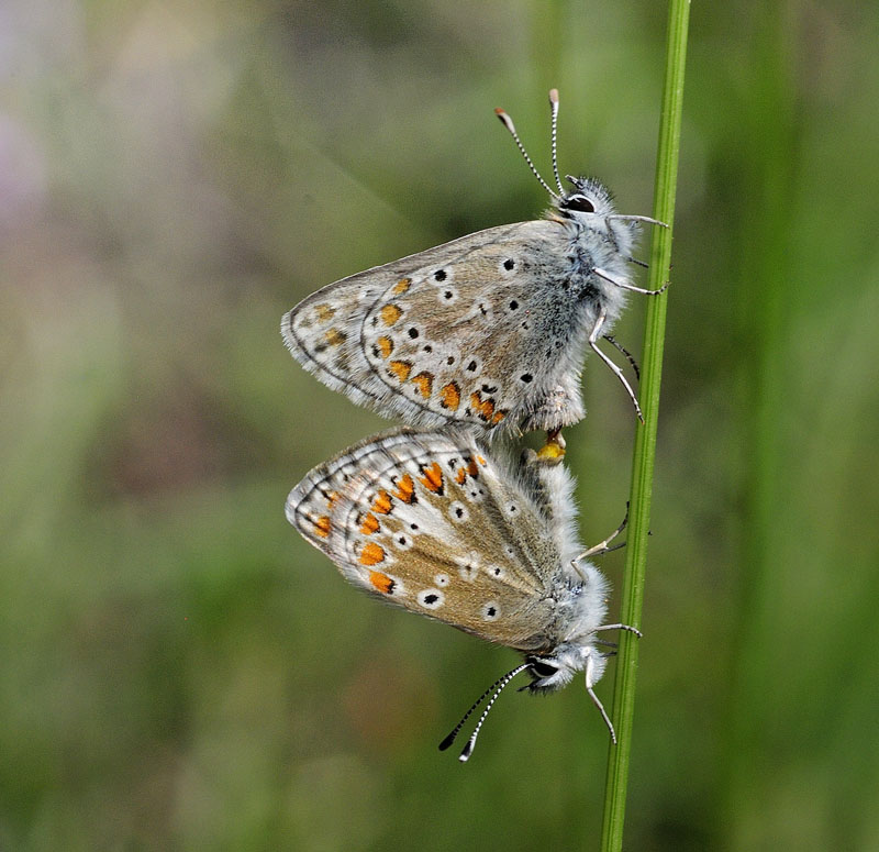 Sortbrun Blåfugl, Aricia artaxerxes ssp. allous (Høegh-Geyer, 1836).  Albula Pass, Graunbünden, Schweiz d. 7  juli 2015. Fotograf; Tom Nygaard Kristensen