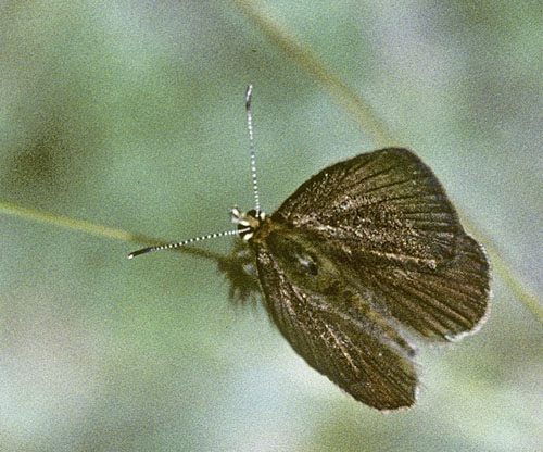 Chelmos Stregblåfugl, Polyommatus (Agrodiaetus) iphigenia. Chelmos, Grækenland d. 3  juli 1998. Fotograf; Tom Nygaard Kristensen