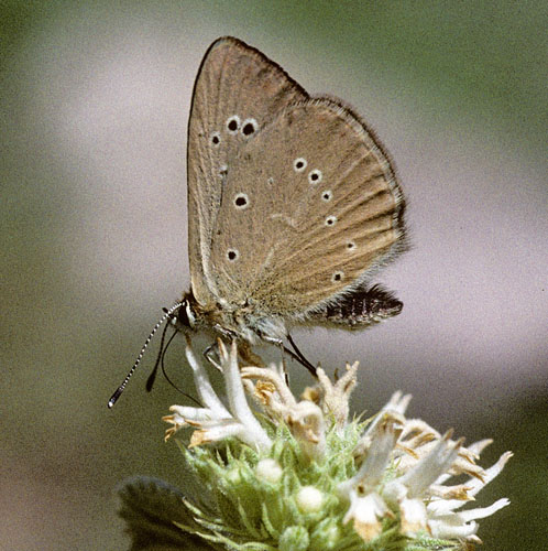 Græsk Pelsblåfugl, Polyommatus (Agrodiaetus) aroaniensis. Chelmos, Peloponnes, Grækenland d. 3 juli 1998. Fotograf; Tom Nygaard Kristensen