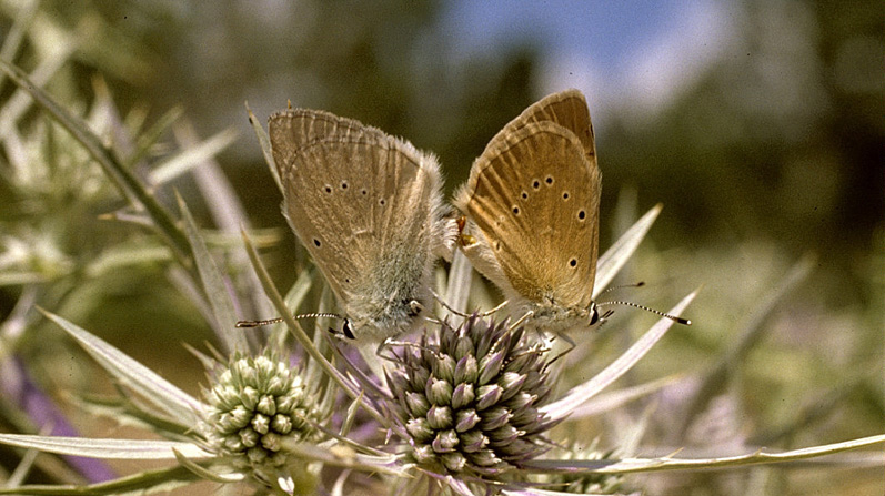 Lys Stregblåfugl, Polyommatus (Agrodiaetus) dolus. Piani di Campolungo, Det sydlig Italien d. 16 juli 2001. Fotograf; Tom Nygaard Kristensen