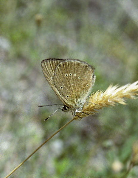Piemonte Pelsblåfugl, Polyommatus (Agrodiaetus) humedasae. Pondel, Cognetal, Aosta, Italien juli 1996. Fotograf; Tom Nygaard Kristensen