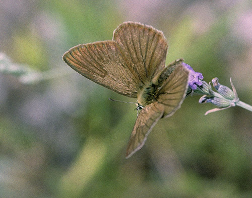 Spansk Pelsblåfugl, Polyommatus (Agrodiaetus) fabressei. Albarracin, Teruel, Spanien d. 31 juli 2002. Fotograf; Tom Nygaard Kristensen