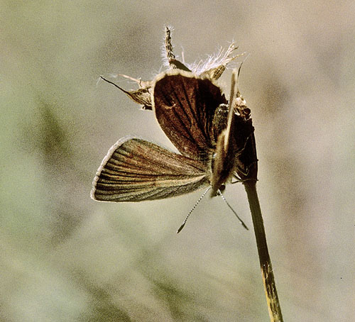 Brun Stregblåfugl, Polyommatus (Agrodiaetus) ripartii. Puerto de Oroel 1080 m.h., Aragon, Spanien d. 9 august 2002. Fotograf; Tom Nygaard Kristensen 