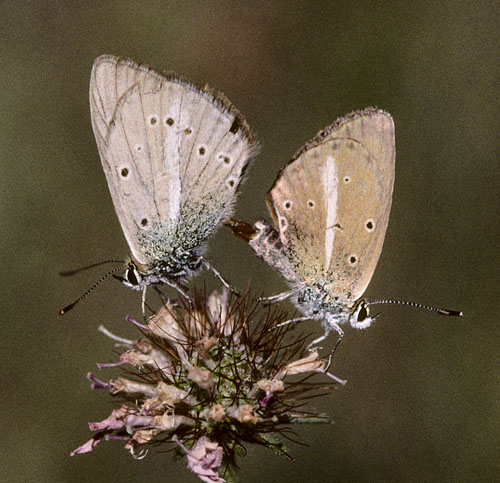 Spansk Stregblåfugl, Polyommatus fulgens ssp. ainsae. Sierra de la Peña, 1.050 m. prov. Huesca, Spanien d. 6 august 2002. Fotograf; Tom Nygaard Kristensen 