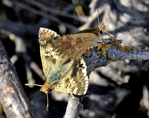 Mosaikbredpande, Muschampia proto ssp. aragonensis. Cuenca, Castilla La Mancha, Spanien d. 8 august 2016. Fotograf; Tom Nygaard Kristensen