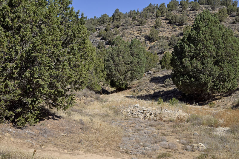 Spansk Pelsblåfugl, Polyommatus (Agrodiaetus) fabressei. Albarracin, Teruel, Spanien d. d. 2 august 2016. Fotograf; Tom Nygaard Kristensen