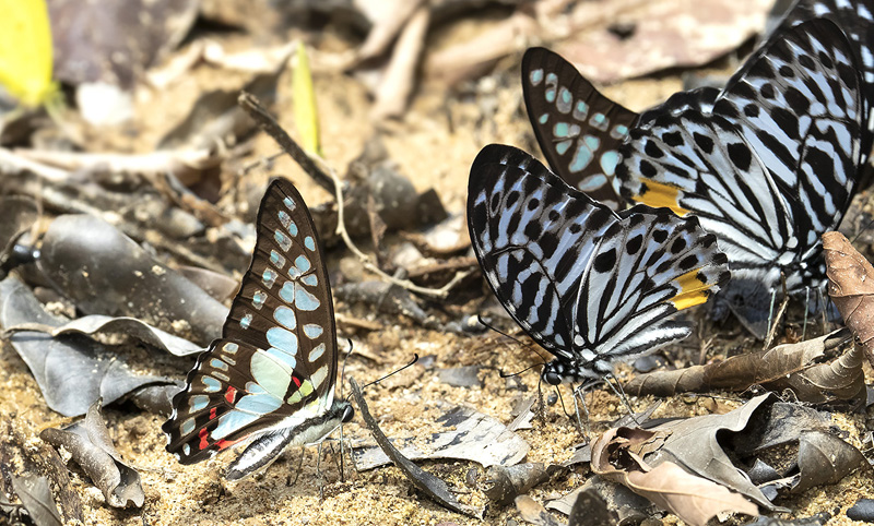 Common Jay, Graphium doson 1864 (C. & R. Felder, 1864) and Malayan Zebra, Graphium delessertii (Gurin-Mneville, 1839). Kuala Tahan, Taman Negara forest, Malaysia february 20, 2019.  Photographer; Knud Ellegaard