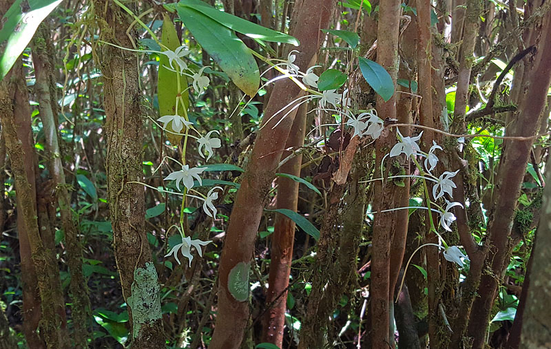 Darwins orkidé, Angraecum sesquipedale. Ranomafana National Park, Madagaskar d. 18 oktober 2017. Fotograf: Hanne Christensen