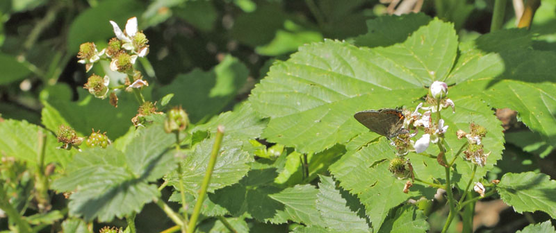 Slensommerfugl, Satyrium pruni. varps flad, fuktngen, Skne, Sverige d. 24 juni 2019. Fotograf; Lars Andersen