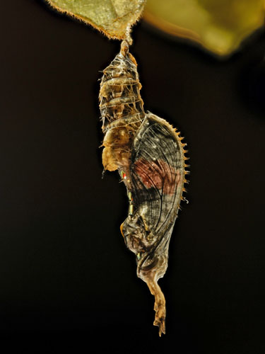 Common Longwing, Heliconius erato ssp. adana (J. Turner, 1967). Trinidad january 11, 2020. Photographer; Tubas Løkkegaard