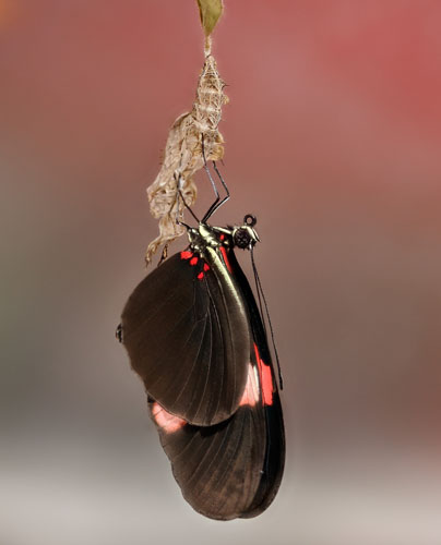 Common Longwing, Heliconius erato ssp. adana (J. Turner, 1967). Trinidad january 12, 2020. Photographer; Tubas Løkkegaard