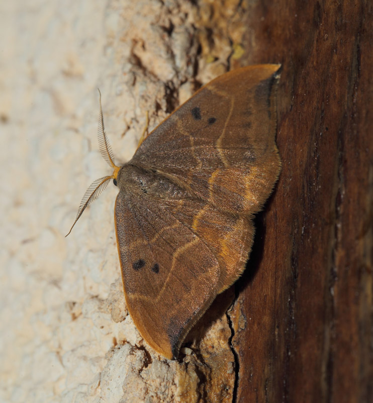 Toplettet Seglvinge, Watsonalla binaria (Hufnagel, 1767) .  La Gaude, Alpes-Maritimes, Frankrig d. 20 maj 2019. Fotograf; Lars Andersen