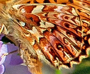 Harlekinperlemorsommerfugl, Boloria titania. Isola, 1639 m. Parc de Mercantour, Frankrig d. 7 juli 2016. Fotograf; John S. Petersen