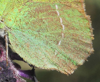 Sydlig Grøn Busksommerfugl, Callophrys avis.   Saint-Cassien Des Bois, Var, Frankrigi d. 9 maj 2019. Fotograf: Lars Andersen