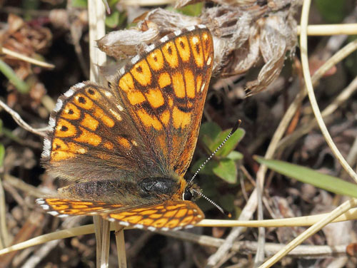 Terningsommerfugl, Hamearis lucina han. Gargaia 1650 m.h., Gordolasque, Alpes-Maritimes d. 21 maj 2019. Fotograf; Lars Andersen