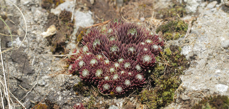 Spindelvævshusløg, Sempervivum arachnoideum. Gargaia 1650 m.h., Gordolasque, Alpes-Maritimes d. 21 maj 2019. Fotograf; Lars Andersen