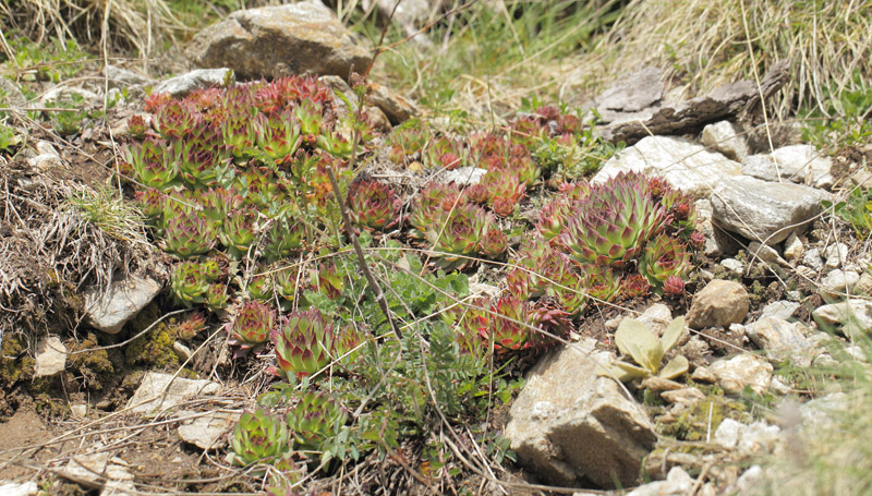 Husløg, Sempervivum calcareum. Gargaia 1650 m.h., Gordolasque, Alpes-Maritimes d. 21 maj 2019. Fotograf; Lars Andersen