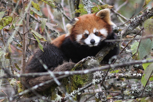 Rød Panda, Ailurus fulgens han. Sichuan, Kina d. 21 oktober 2018. Fotograf; Erling Krabbe