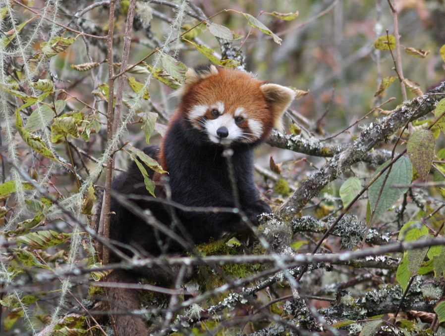 Rød Panda, Ailurus fulgens han. Sichuan, Kina d. 21 oktober 2018. Fotograf; Erling Krabbe
