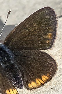 Græsk Engblåfugl, Cyaniris semiargus ssp. bellis.  Kalavytra, Peleponnes, Grækenland d. 9 maj 2018. Fotograf;  Knud Ellegaard