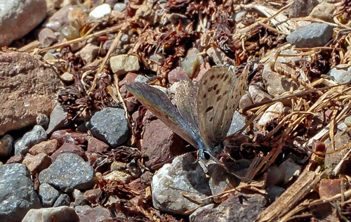 Østlig Timianblåfugl, Pseudophilotes vicrama.  Kalavryta, Peloponnes, Grækenland d. 9 maj 2018. Fotograf; John S. Petersen