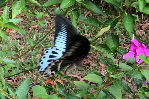 Blue Mormon, Papilio polymnestor (Cramer, 1775).  Kerala, det sydlig Indien medio marts 2019. Fotograf; Lisbeth Borup
