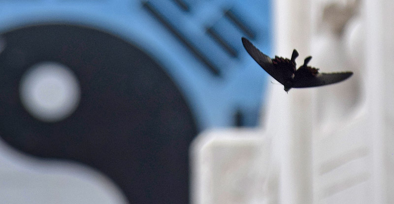 Kinesisk Påfuglesvalehale, Papilio bianor. Huangyaguan del af den Kinesiske Mur,, Kina d. 19 september 2018. Fotograf; Hanne Christensen
