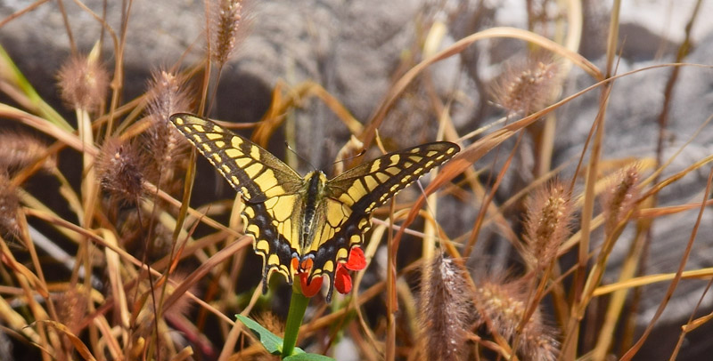 Svalehale, Papilio machaon. Baiyangyu del af den Kinesiske Mur nordøst for Beijing, Kina  d. 22 september 2018. Fotograf: Hanne Christensen
