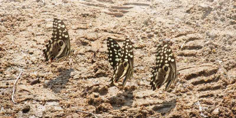 Afrikansk Citronsvalehale, Papilio demodocus (Esper, 1798). Ayn Hamran, Dhofarbjergene, Oman d. 25 november 2018. Fotograf: Erling Krabbe