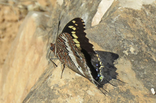 Gulbåndet Pasha, Charaxes hansali ssp. arabica. Jabal Samhan, Dhofarbjergene, Oman d. 22 november 2018. Fotograf: Bo Kayser