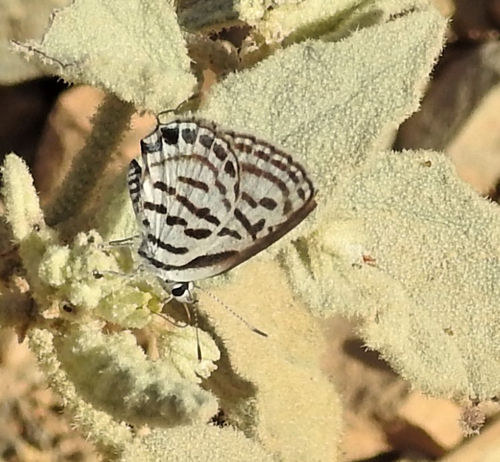 Mediterranean Tiger Blue, Tarucus rosacea (Austaut, 1885). Wadi nord for Saiq Plateau, Oman nov. - dec. 2022. Fotograf; Torben Sebro 