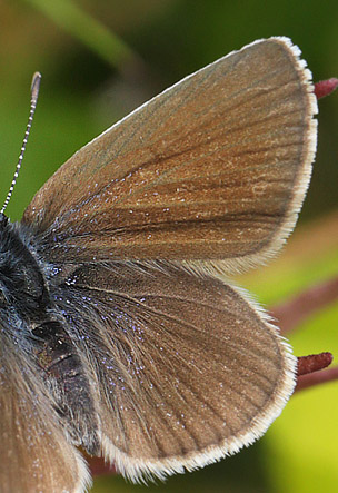 Engblåfugl, Polyommatus semiargus hun. Åsarna, Jämtland, Sverige d. 24 juni 2018. Fotograf; Lars Andersen