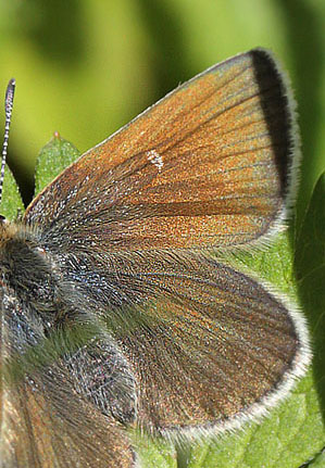 Fjeldblåfugle, Agriades orbitulus. Ramundberget 1030 - 1050 m.h., Sverige. d. 27 juni 2018. Fotograf; Lars Andersen