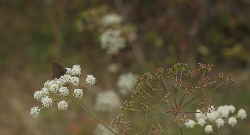  Egesommerfugl, Satyrium ilicis. Der er en del skrmplanter i blomst som var de foretruknet nektarblomst som er bakkesvovlrod. Hagestad Naturresevat, Sandhammaren, Skne 9  juli 2018. Fotograf: Lars Andesen