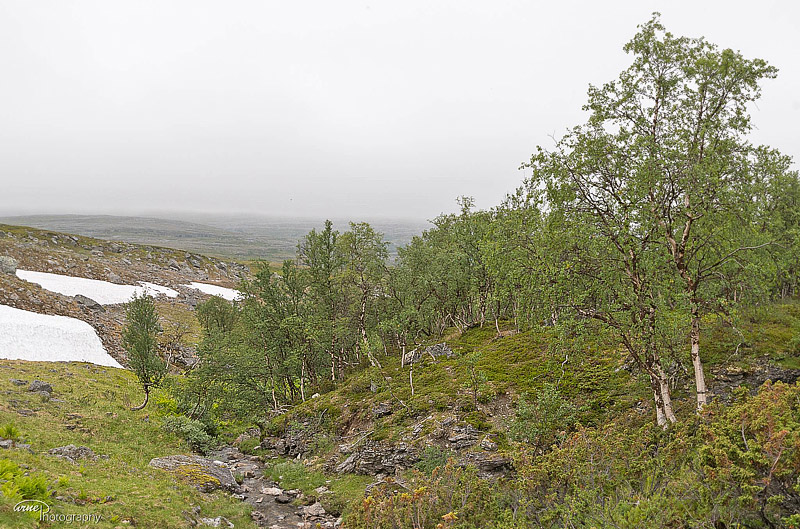 Grnnsen, Alta, Finnmarken, Norge d. 14 juli 2018. Fotograf; Arne Ileby Uleberg 