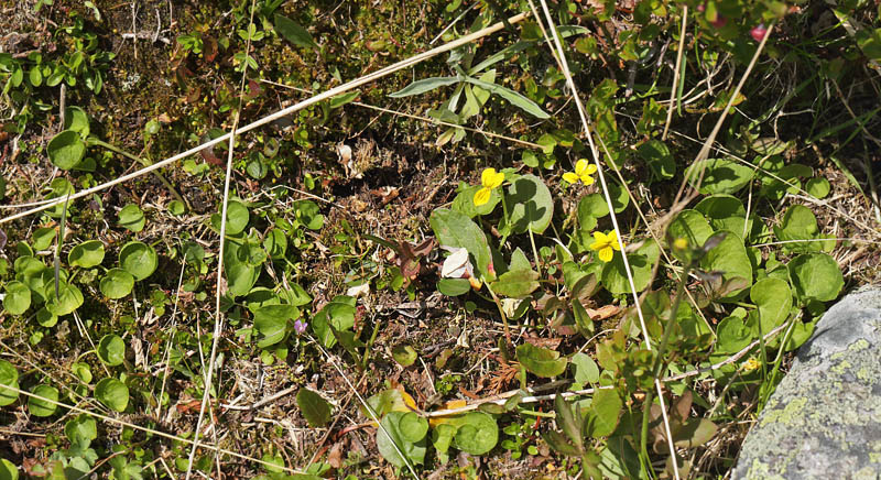 Fjeld-Viol, Viola biflora. Ramundberget 950 - 1000 m-, Härjedalen, Sverige 27  juni 2018. Fotograf; Lars Andersen