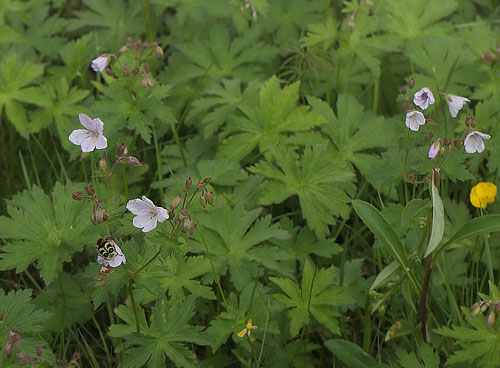 Skov-Storkenb, Geranium sylvaticum bleg variant. Hgvlen, Hrjedalen, Sverige d. 21 juni 2018. Fotograf; Lars Andersen