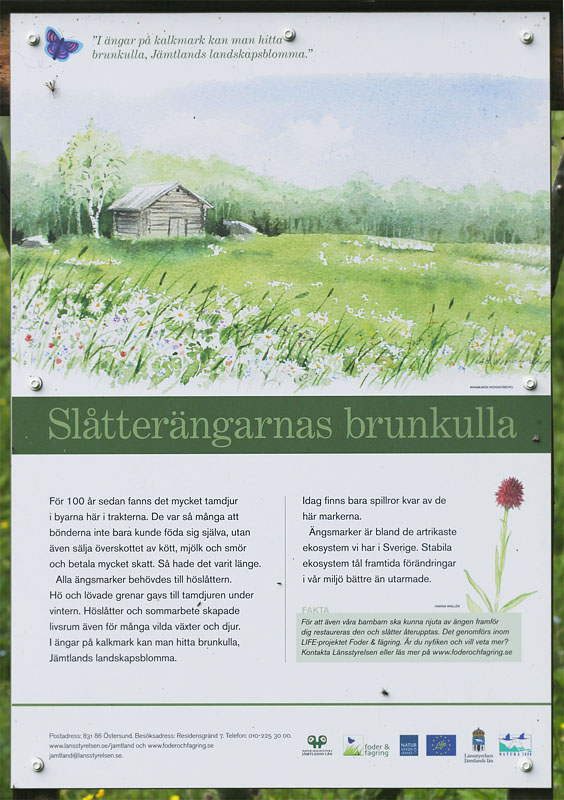 Brunkulle, Gymnadenia nigra. sarna, Jmtland, Sverige d. 24 juni 2018. Fotograf; Lars Andersen