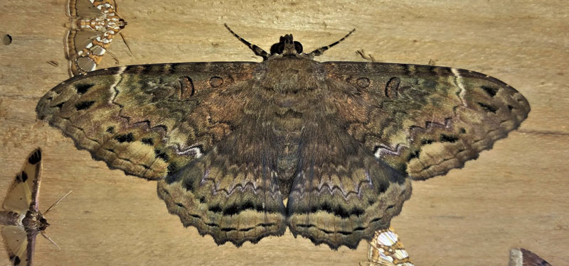 Maybe a Letis species?.  Subfamily: Calpinae. Family: Erebidae. Caranavi, Yungas, Bolivia d. 27 december 2019. Photographer; Peter Møllmann