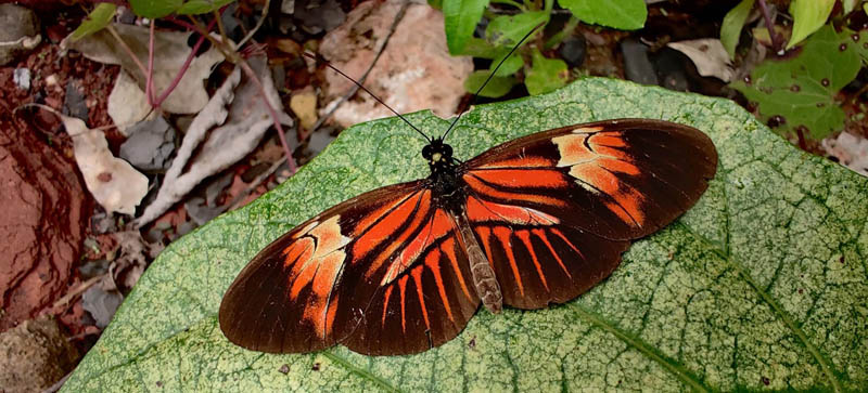 Common Postman. Heliconius melpomene ssp. amandus (Grose-Smith & W. F. Kirby, 1892).  TYPE of Heliconius penelope ab. penelopeia (Staudinger, 1897, emend.).  From Monte pelado Villa cascada RN 3 . On our way back to Caranavi, Yungas, Bolivia d. 17 december 2019. Photographer; Peter Møllman.  ID by Gottfried Siebel